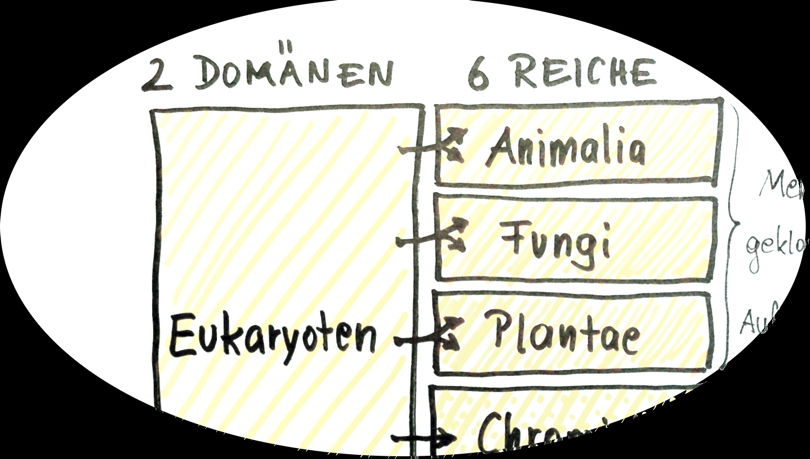 2 Domaenen und 3 Supergruppen/Reiche: ein Auszug